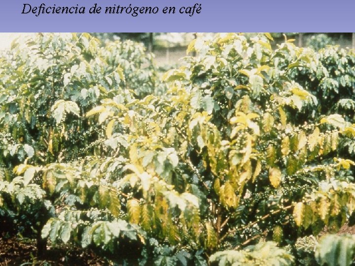 Deficiencia de nitrógeno en café Deficiencia de nitrógeno en café