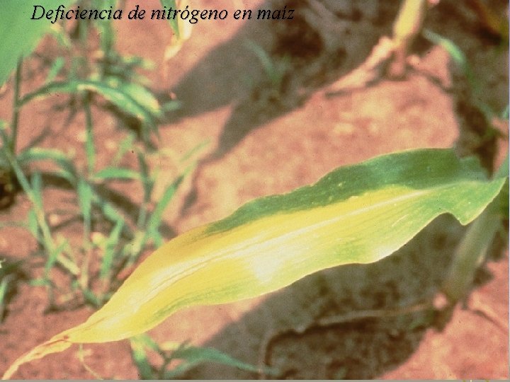 Deficiencia de nitrógeno en maíz Deficiencia de nitrógeno en maíz