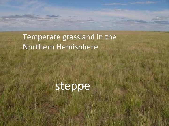 Temperate grassland in the Northern Hemisphere steppe 