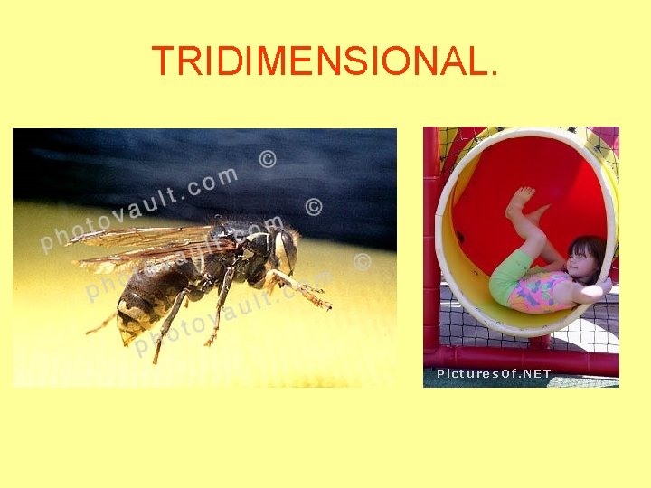 TRIDIMENSIONAL. 