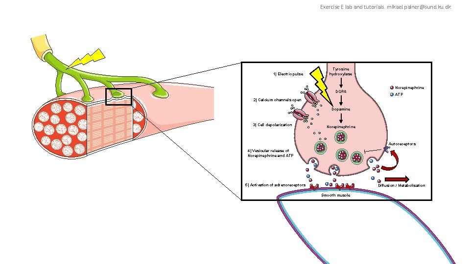 Exercise E lab and tutorials. mikael. palner@sund. ku. dk 1) Electric pulse Tyrosine hydroxylase