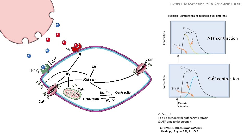 Exercise E lab and tutorials. mikael. palner@sund. ku. dk ATP contraction α 1 Gq