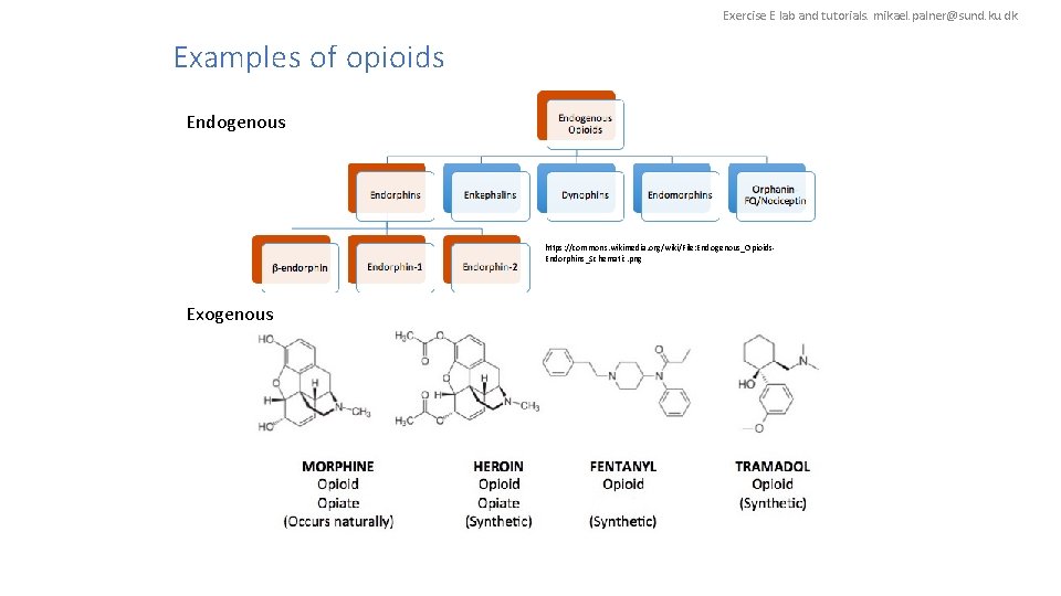 Exercise E lab and tutorials. mikael. palner@sund. ku. dk Examples of opioids Endogenous https: