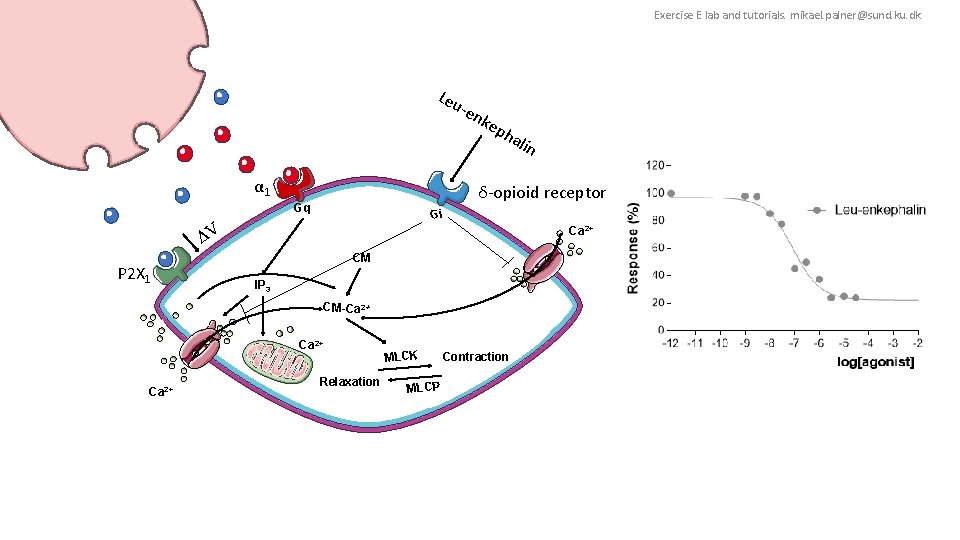 Exercise E lab and tutorials. mikael. palner@sund. ku. dk Leu -en α 1 ha