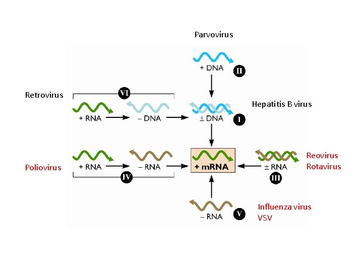 Parvovirus Retrovirus Poliovirus Hepatitis B virus Reovirus Rotavirus Influenza virus VSV 