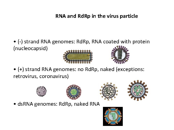RNA and Rd. Rp in the virus particle • (-) strand RNA genomes: Rd.