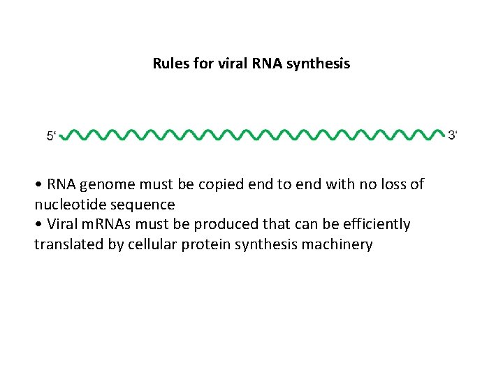 Rules for viral RNA synthesis • RNA genome must be copied end to end