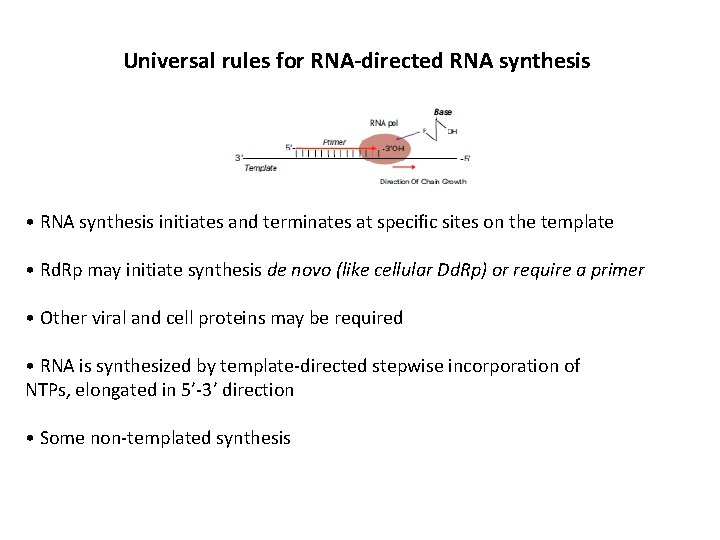 Universal rules for RNA-directed RNA synthesis • RNA synthesis initiates and terminates at specific