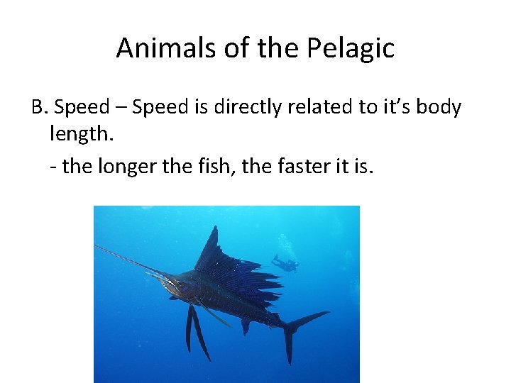 Animals of the Pelagic B. Speed – Speed is directly related to it’s body