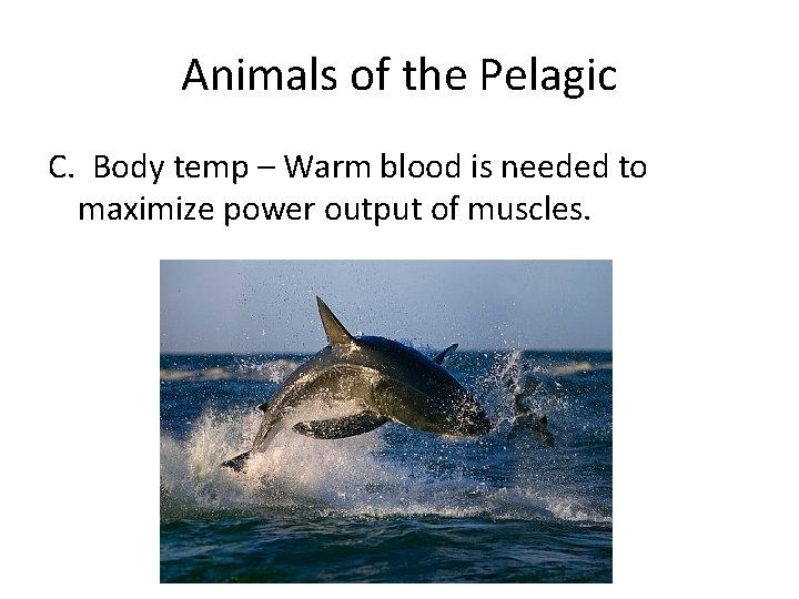 Animals of the Pelagic C. Body temp – Warm blood is needed to maximize