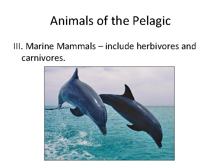 Animals of the Pelagic III. Marine Mammals – include herbivores and carnivores. 