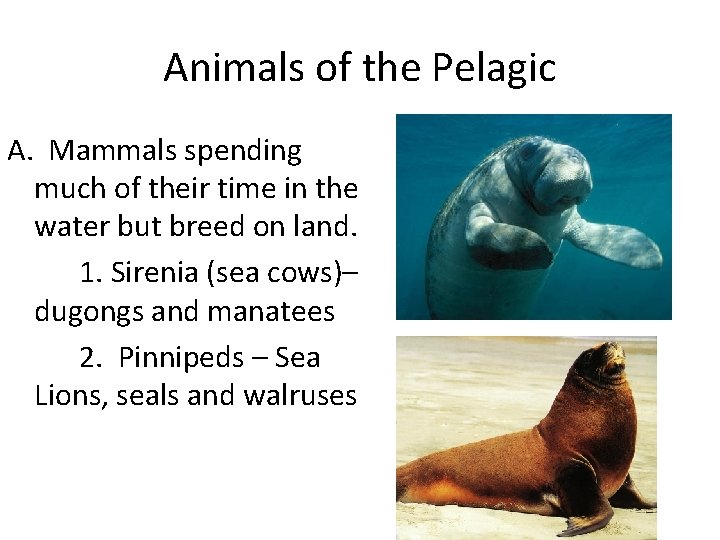 Animals of the Pelagic A. Mammals spending much of their time in the water