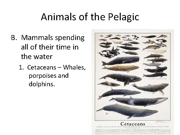 Animals of the Pelagic B. Mammals spending all of their time in the water