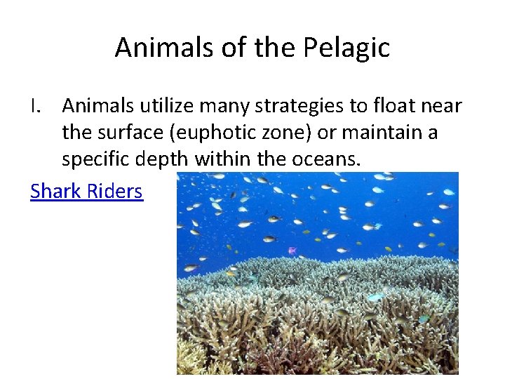 Animals of the Pelagic I. Animals utilize many strategies to float near the surface