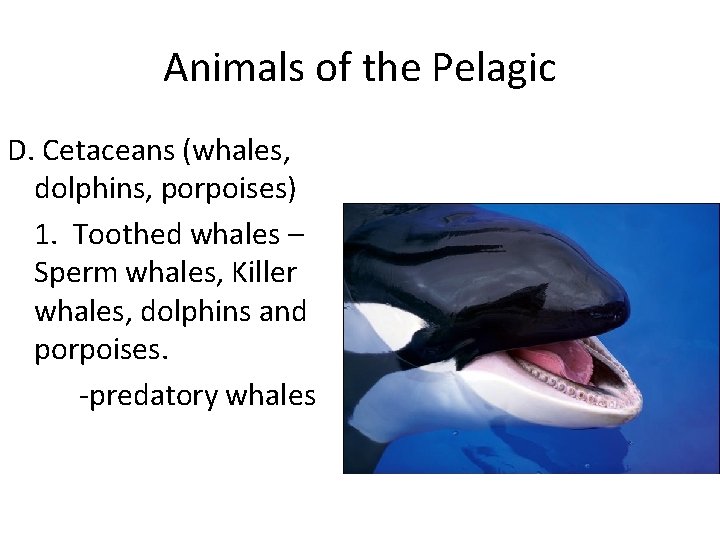 Animals of the Pelagic D. Cetaceans (whales, dolphins, porpoises) 1. Toothed whales – Sperm