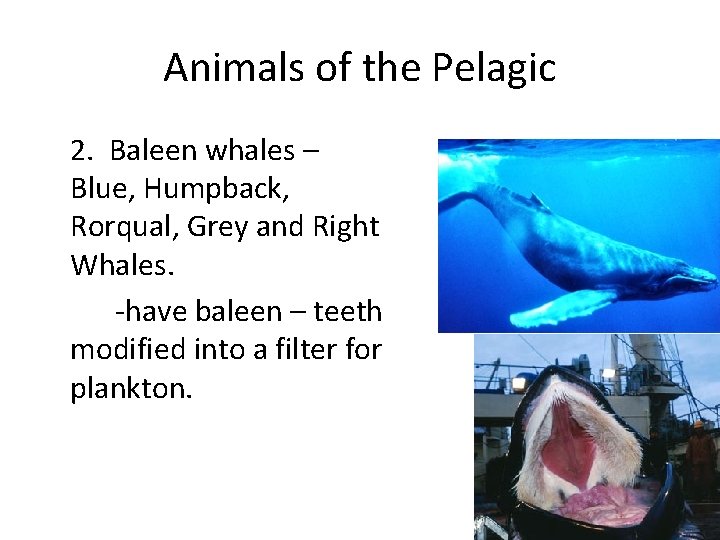 Animals of the Pelagic 2. Baleen whales – Blue, Humpback, Rorqual, Grey and Right