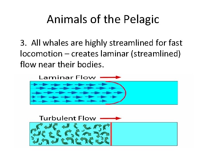 Animals of the Pelagic 3. All whales are highly streamlined for fast locomotion –