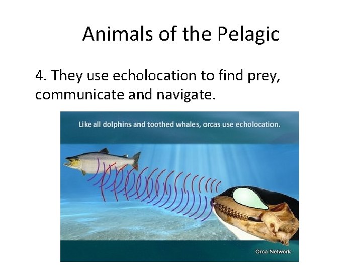 Animals of the Pelagic 4. They use echolocation to find prey, communicate and navigate.