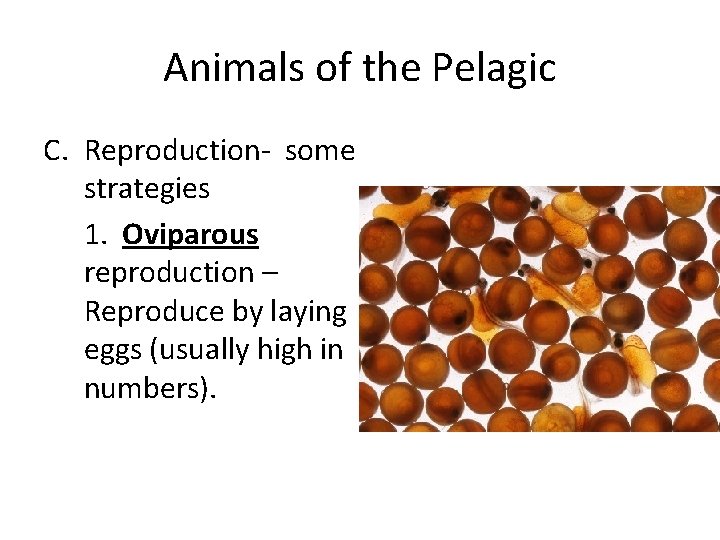 Animals of the Pelagic C. Reproduction- some strategies 1. Oviparous reproduction – Reproduce by