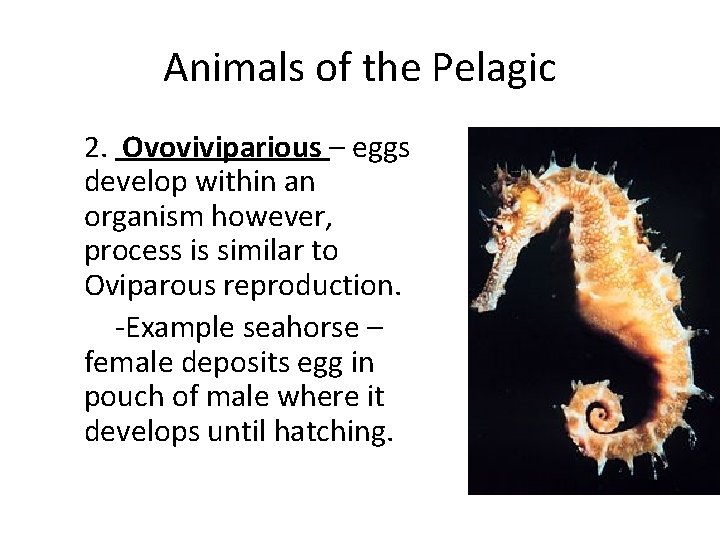 Animals of the Pelagic 2. Ovoviviparious – eggs develop within an organism however, process