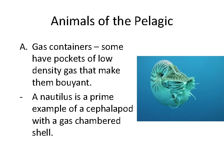 Animals of the Pelagic A. Gas containers – some have pockets of low density