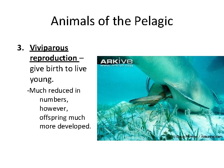Animals of the Pelagic 3. Viviparous reproduction – give birth to live young. -Much