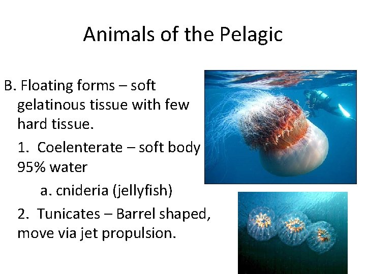 Animals of the Pelagic B. Floating forms – soft gelatinous tissue with few hard