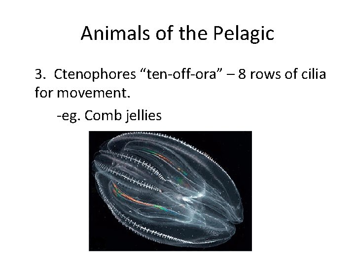Animals of the Pelagic 3. Ctenophores “ten-off-ora” – 8 rows of cilia for movement.