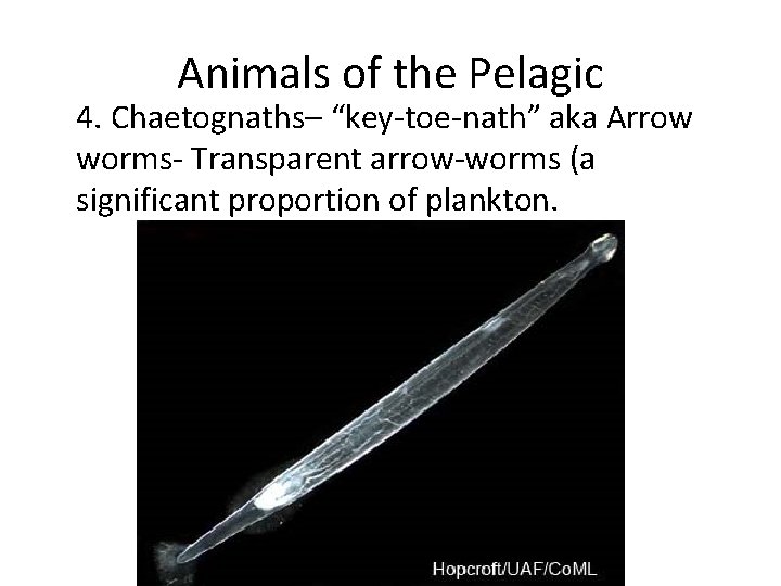 Animals of the Pelagic 4. Chaetognaths– “key-toe-nath” aka Arrow worms- Transparent arrow-worms (a significant