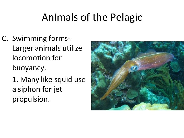Animals of the Pelagic C. Swimming forms. Larger animals utilize locomotion for buoyancy. 1.