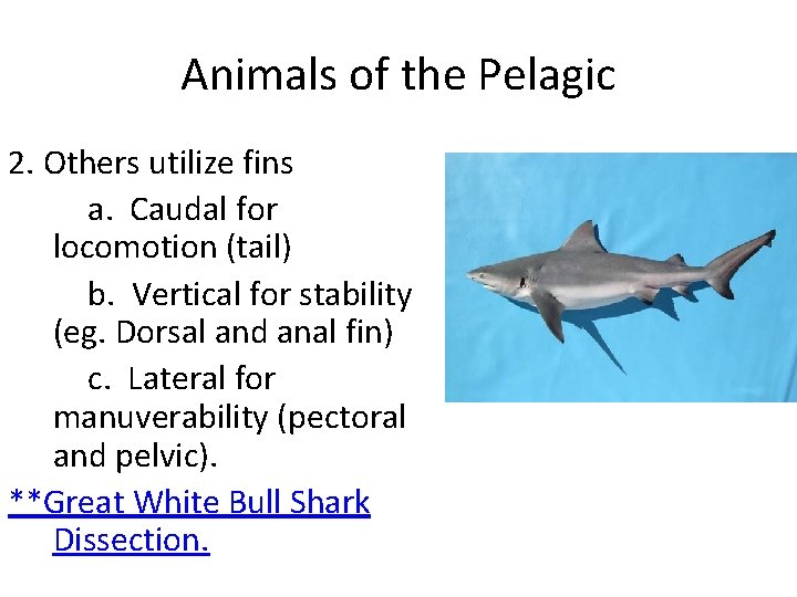 Animals of the Pelagic 2. Others utilize fins a. Caudal for locomotion (tail) b.