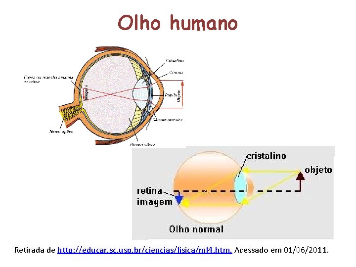 Olho humano Retirada de http: //educar. sc. usp. br/ciencias/fisica/mf 4. htm. Acessado em 01/06/2011.