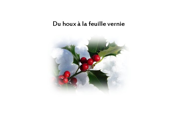 Du houx à la feuille vernie 