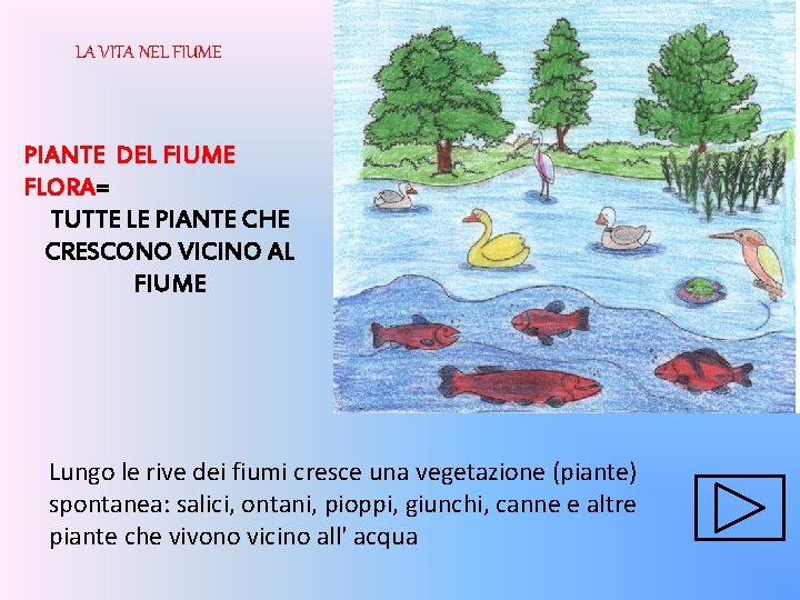 LA VITA NEL FIUME PIANTE DEL FIUME FLORA= TUTTE LE PIANTE CHE CRESCONO VICINO LA VITA NEL FIUME PIANTE DEL FIUME FLORA= TUTTE LE PIANTE CHE CRESCONO VICINO