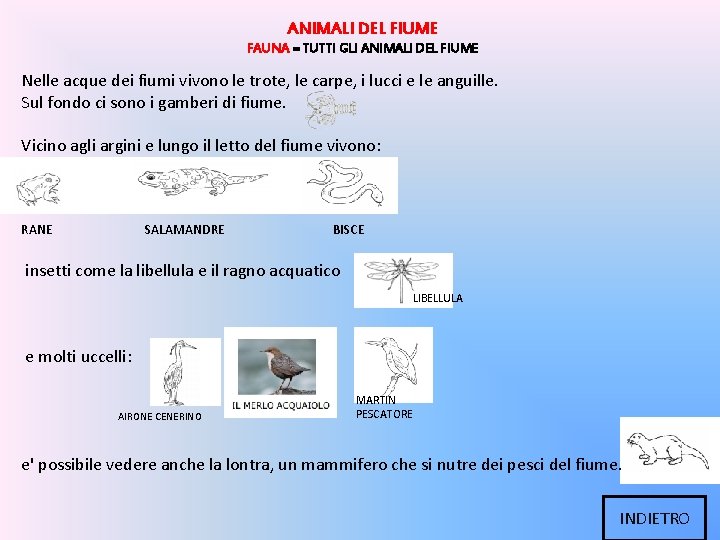 ANIMALI DEL FIUME FAUNA = TUTTI GLI ANIMALI DEL FIUME Nelle acque dei fiumi