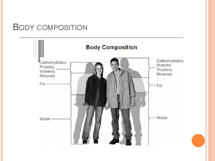 BODY COMPOSITION 