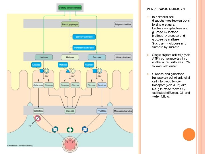 PENYERAPAN MAKANAN 1. In epithelial cell, disaccharides broken down to single sugars. Lactose -->