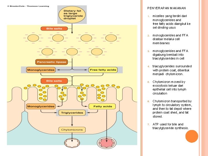 PENYERAPAN MAKANAN 1. micelles yang terdiri dari monoglycerides and free fatty acids diangkut ke