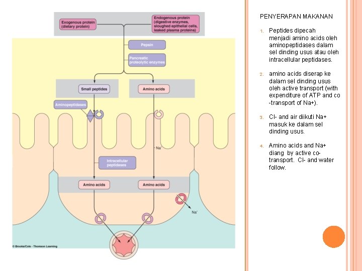 PENYERAPAN MAKANAN 1. Peptides dipecah menjadi amino acids oleh aminopeptidases dalam sel dinding usus