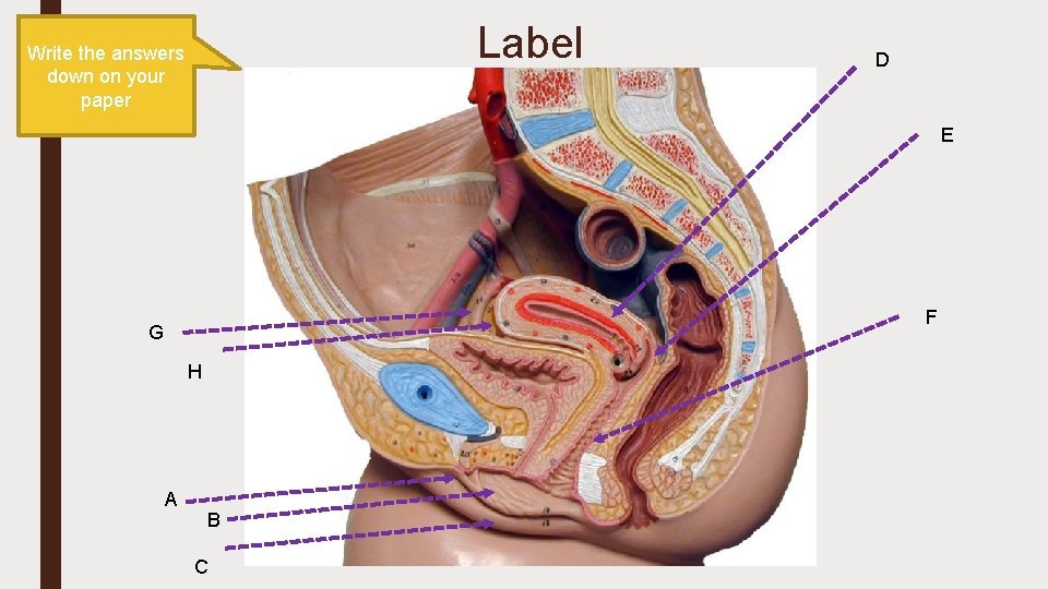 Label Write the answers down on your paper D E F G H A