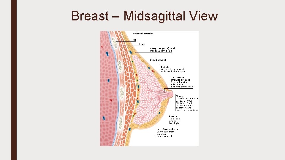 Breast – Midsagittal View 