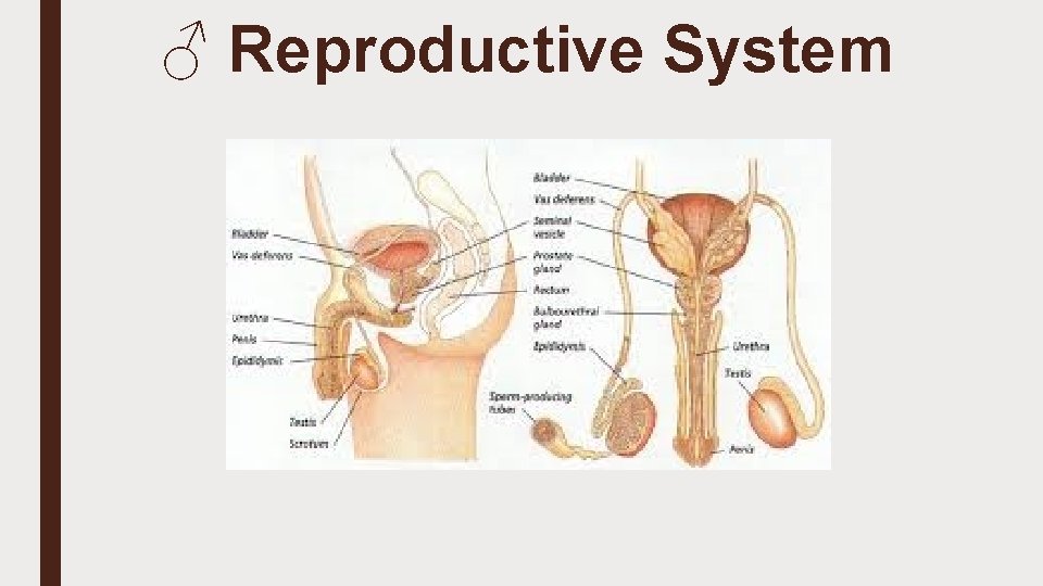 ♂ Reproductive System 