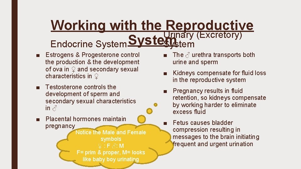 Working with the Reproductive Urinary (Excretory) Endocrine System ■ Estrogens & Progesterone control the