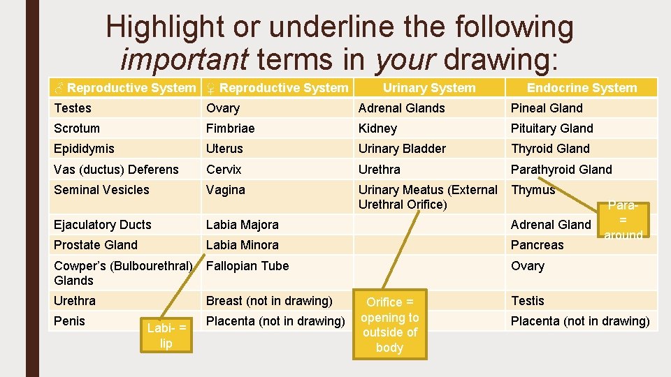Highlight or underline the following important terms in your drawing: ♂ Reproductive System ♀
