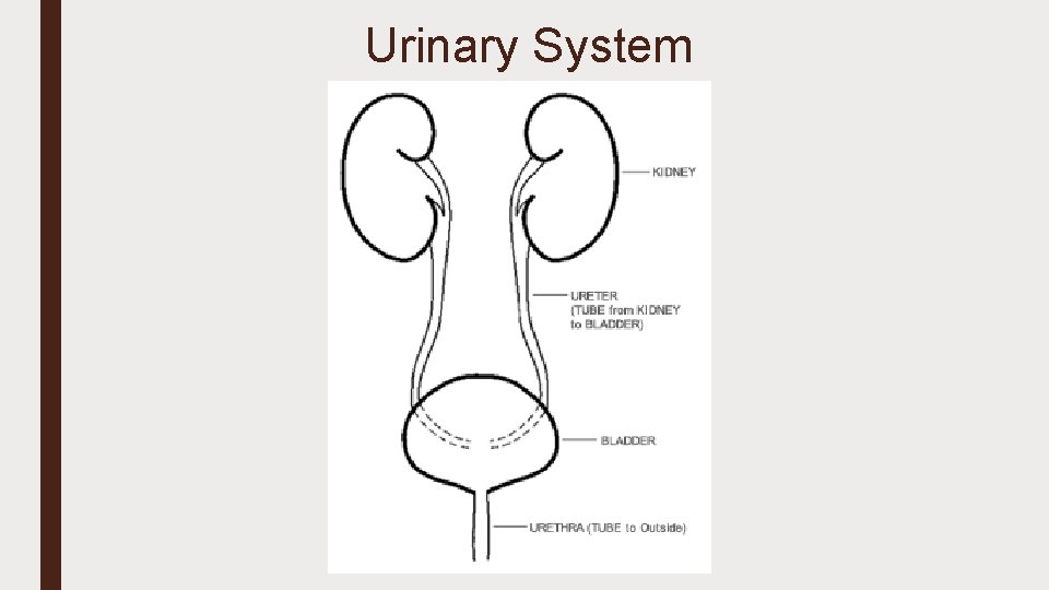 Urinary System 