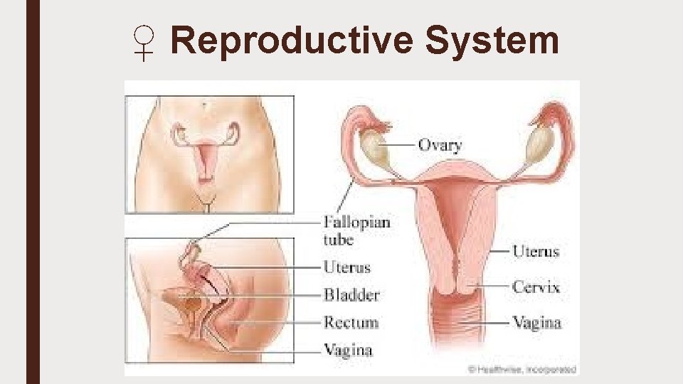 ♀ Reproductive System 