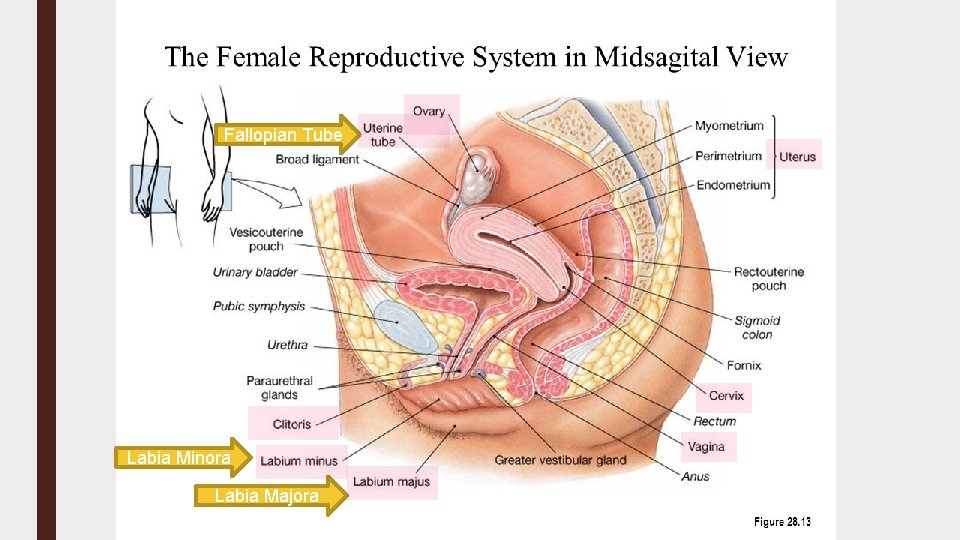 Fallopian Tube Labia Minora Labia Majora 