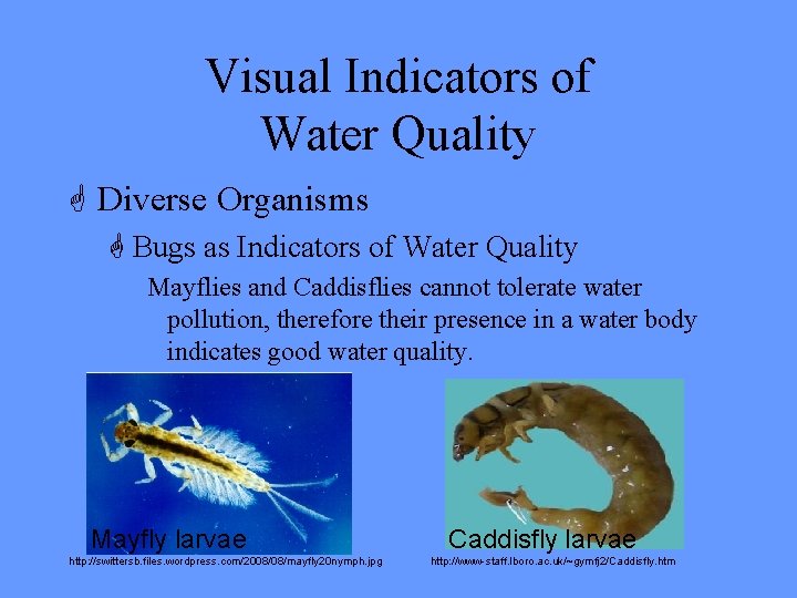 Visual Indicators of Water Quality G Diverse Organisms G Bugs as Indicators of Water