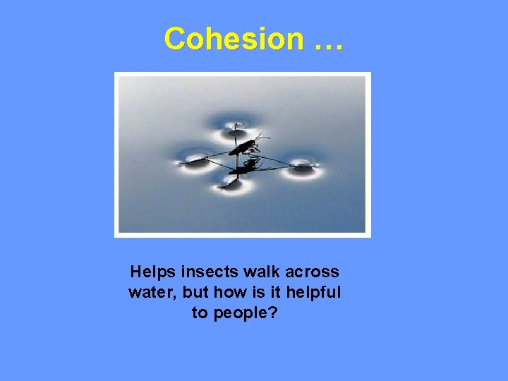 Cohesion … Helps insects walk across water, but how is it helpful to people?