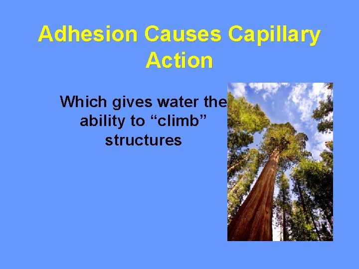 Adhesion Causes Capillary Action Which gives water the ability to “climb” structures 